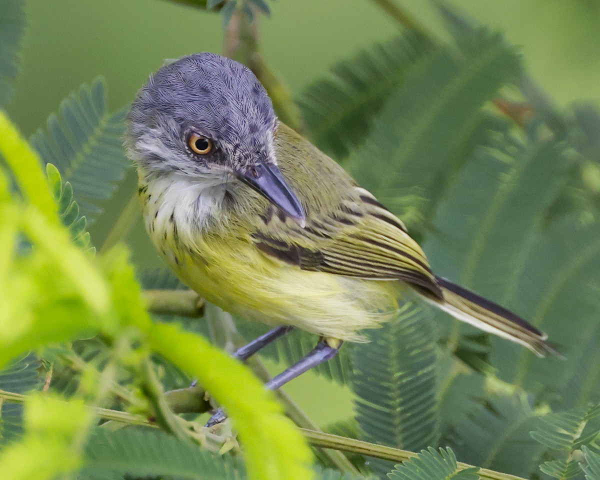 Spotted Tody-Flycatcher - John Mills