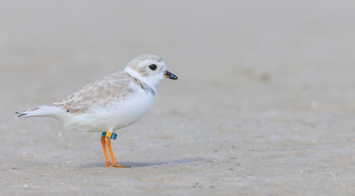 Piping Plover - ML629367110