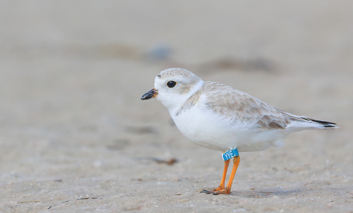 Piping Plover - ML629367111