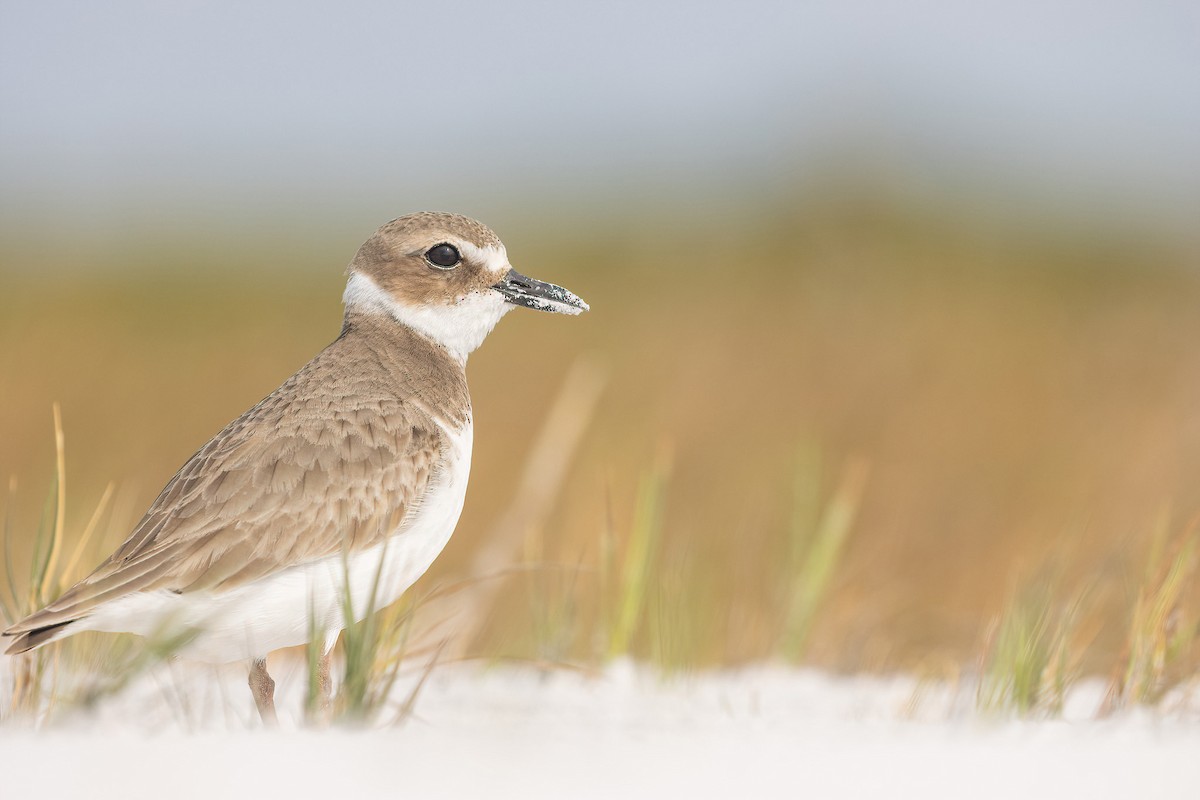 Wilson's Plover - ML629367332