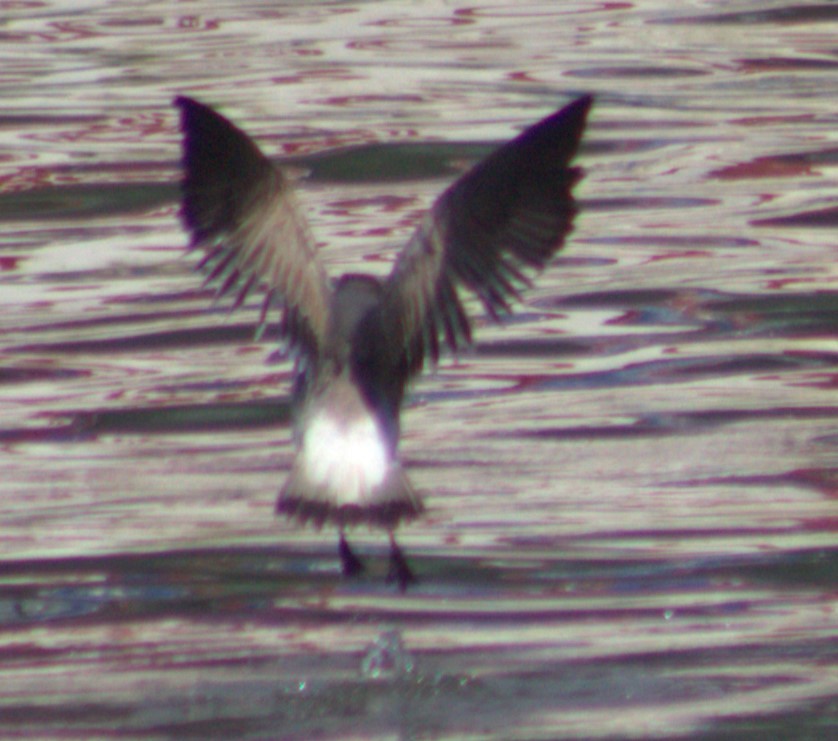笑鷗 - ML629367407