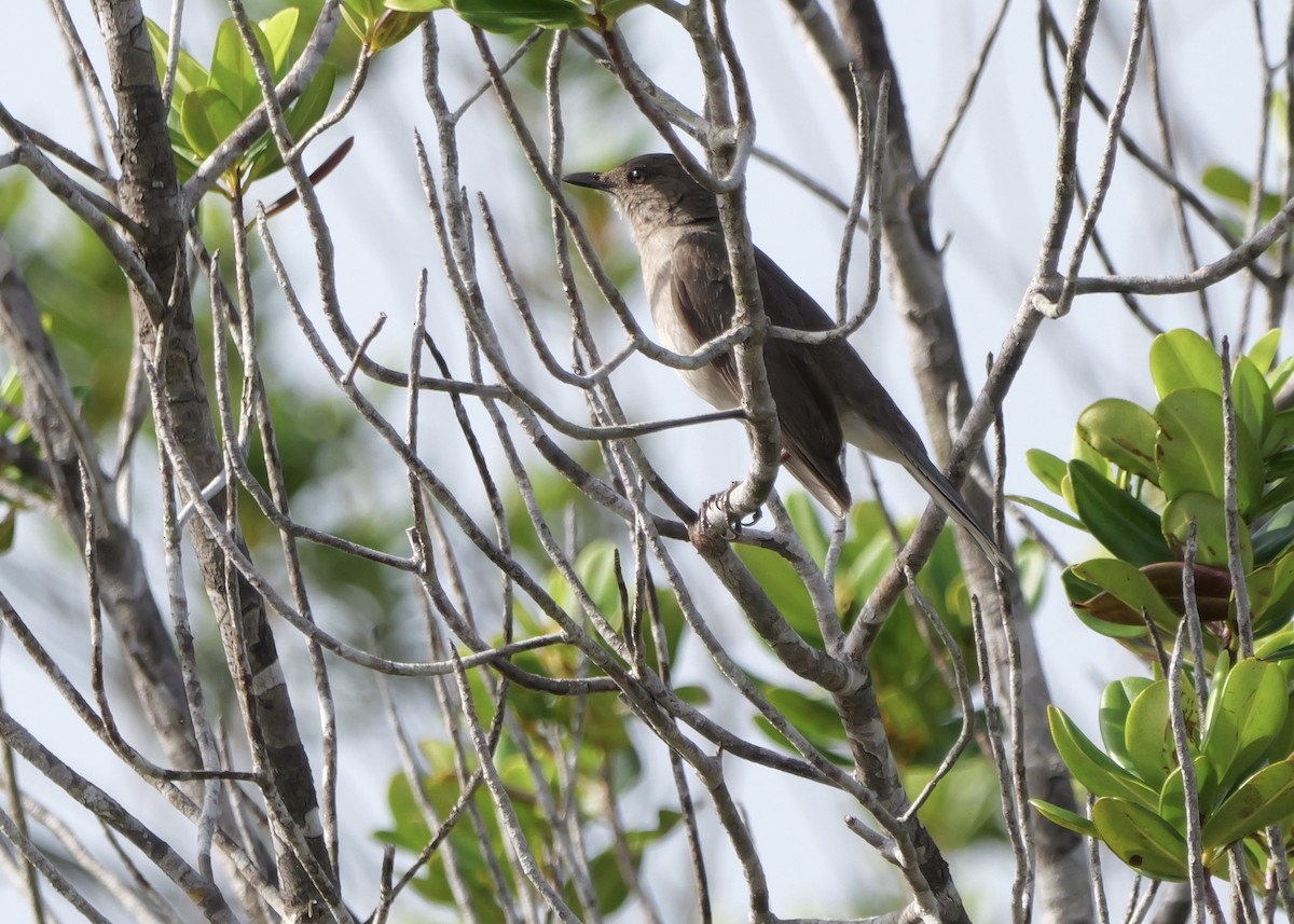 Campina Thrush - ML629367428