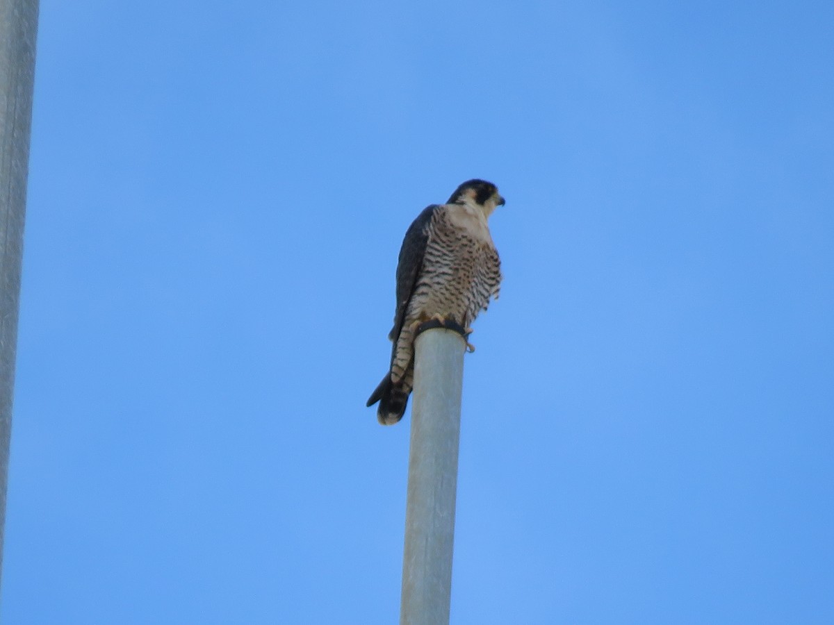 Peregrine Falcon - ML629367514