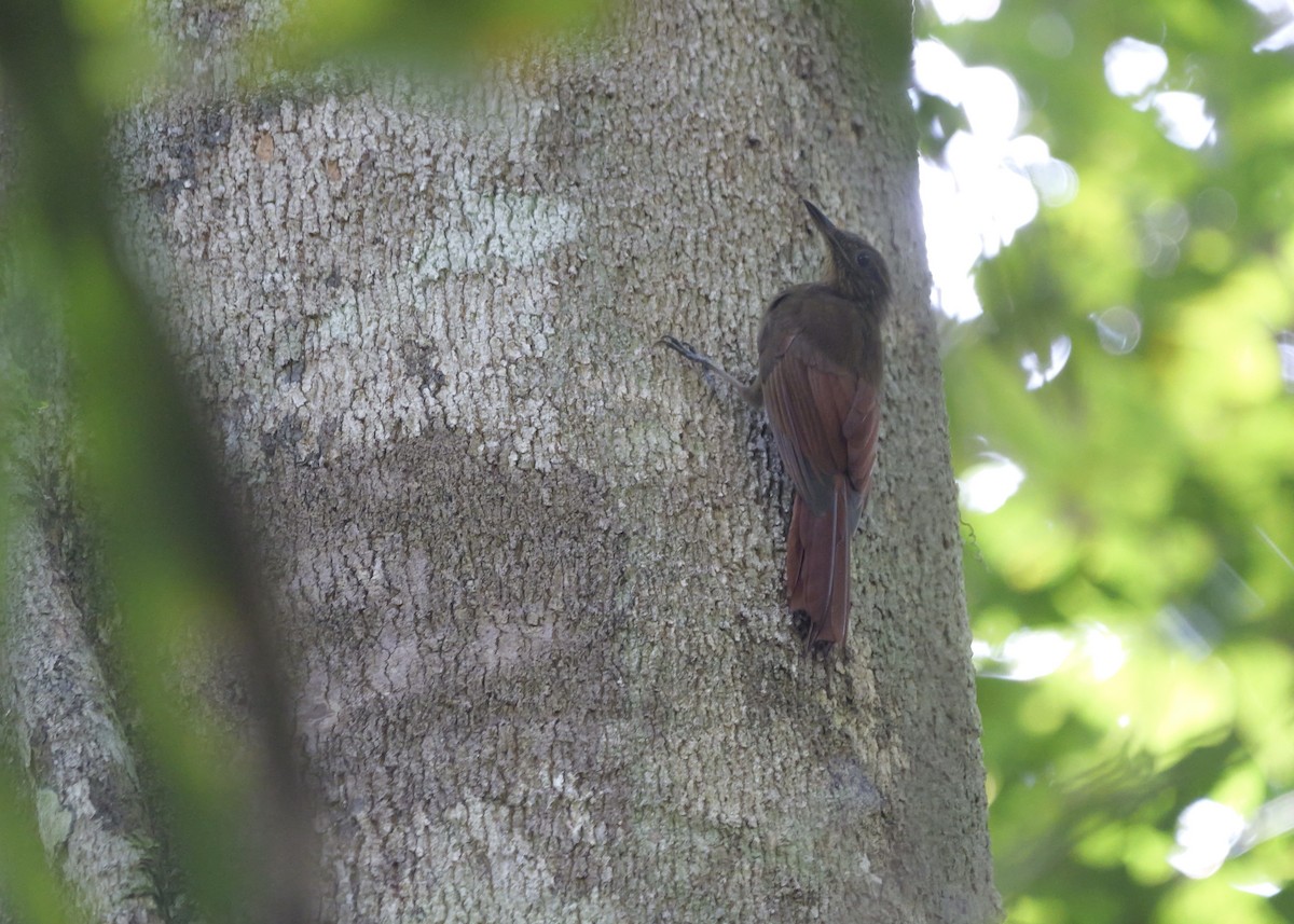 Whistling Woodcreeper - ML629367690