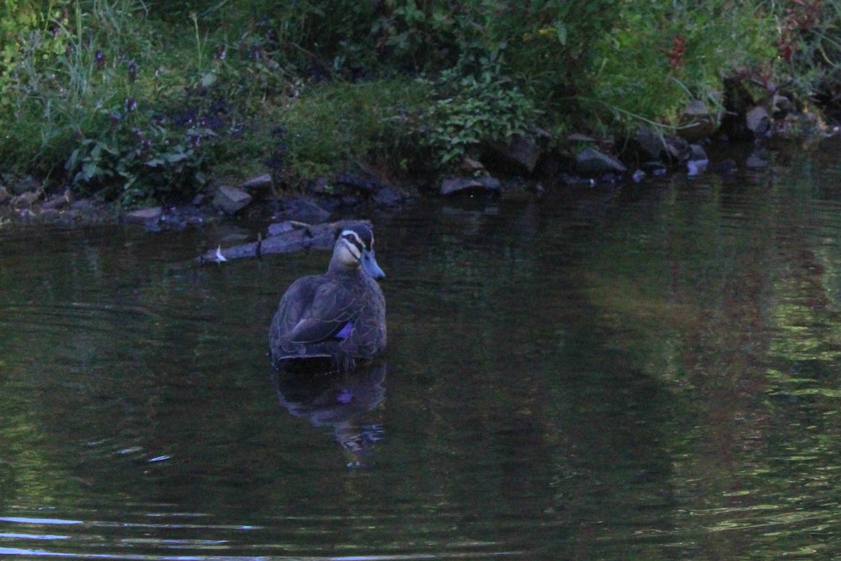 Pacific Black Duck - ML629367749