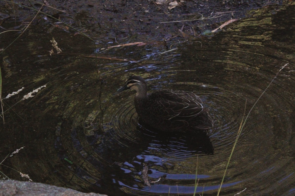 Pacific Black Duck - ML629367750