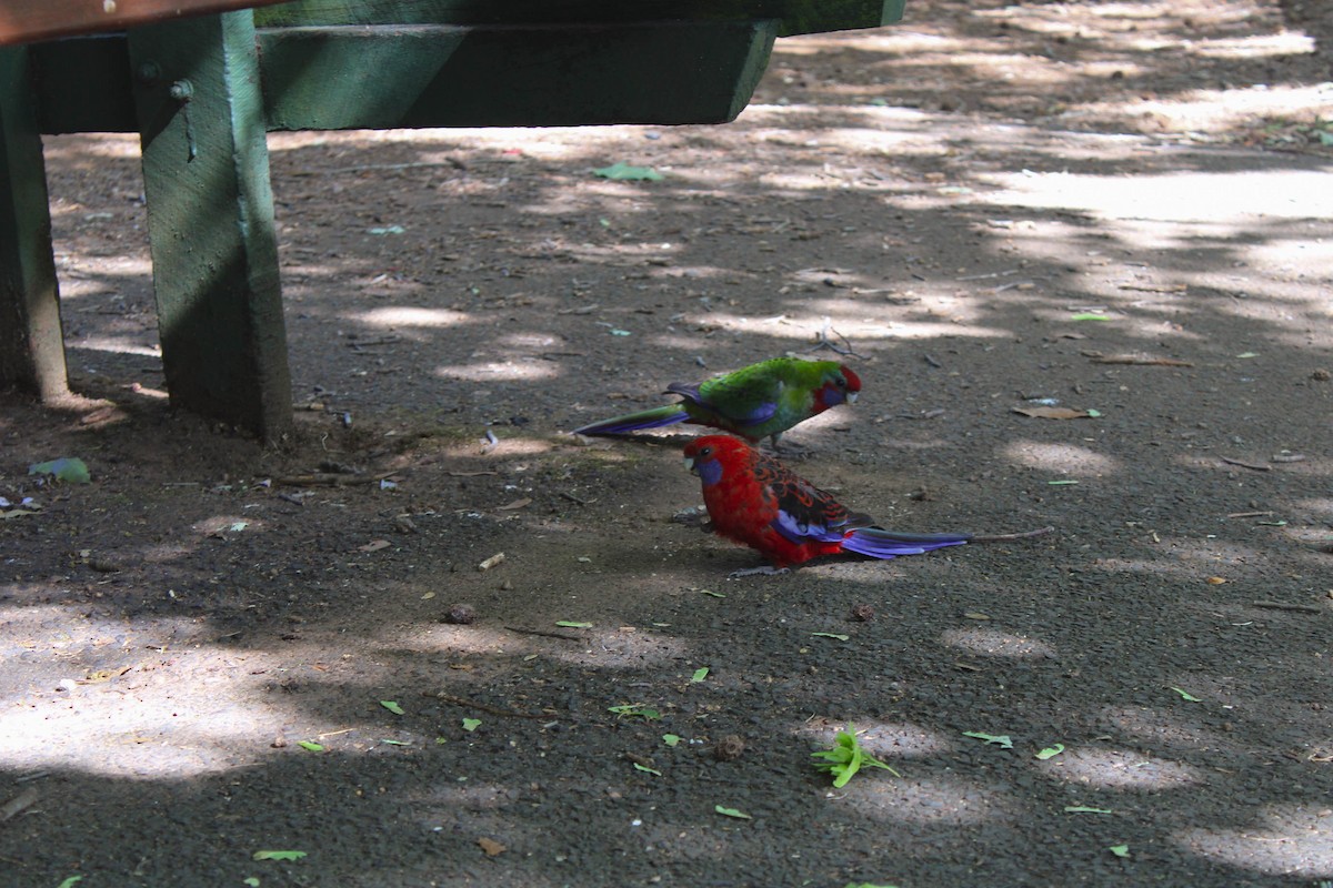 Crimson Rosella - ML629367777