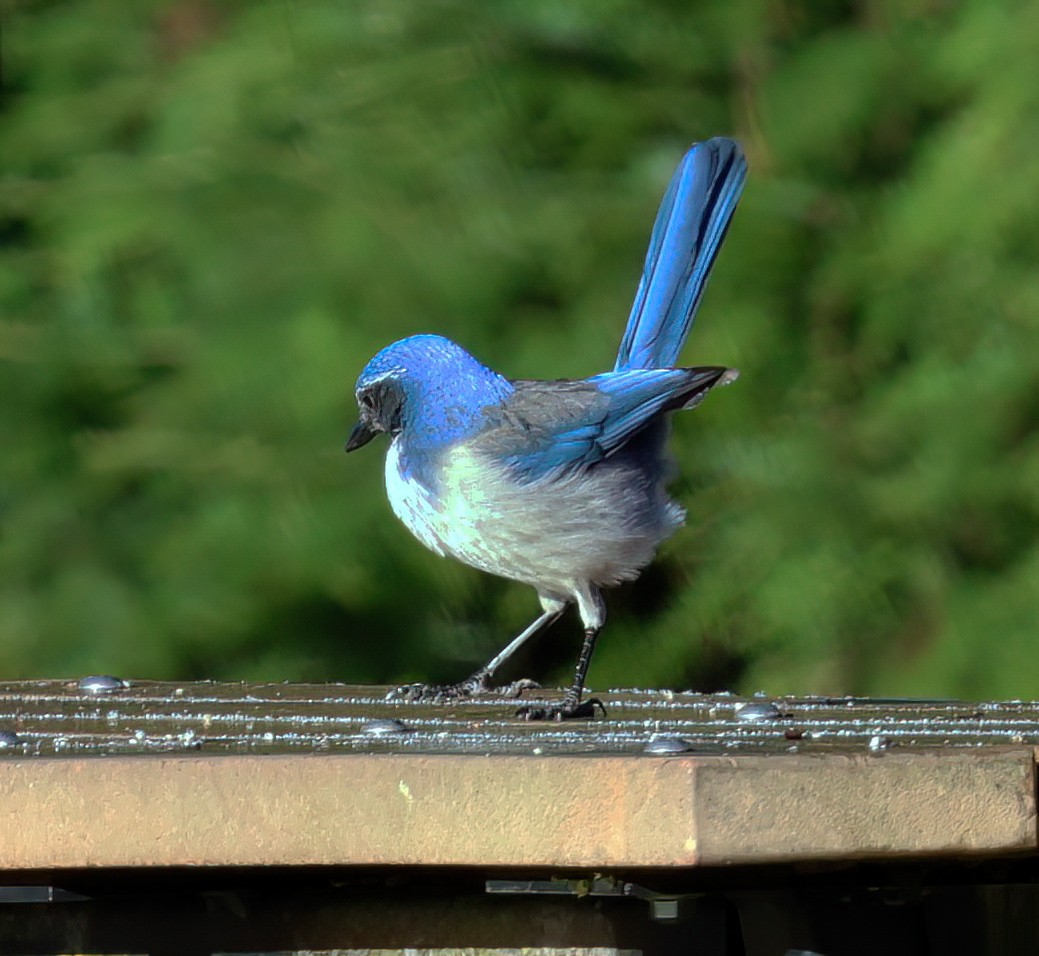 California Scrub-Jay - ML629367836