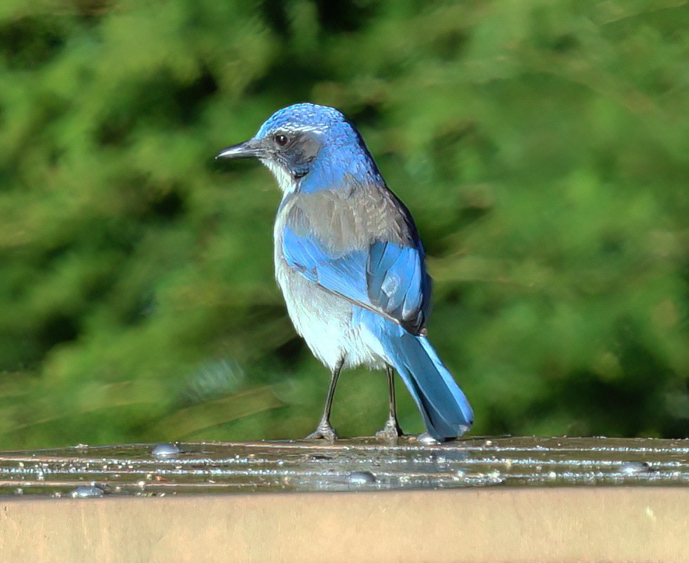 California Scrub-Jay - ML629367837