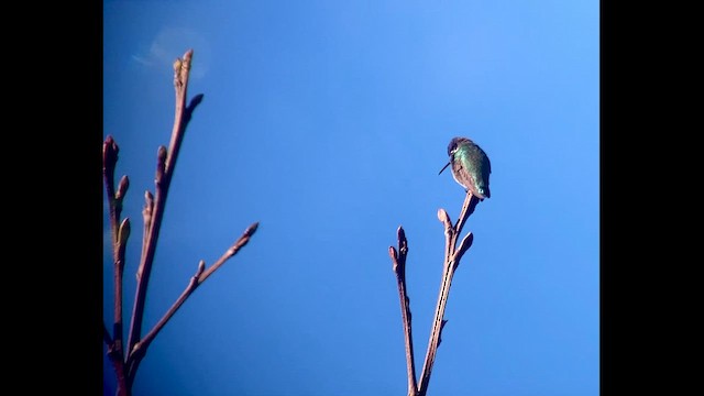 Costa's Hummingbird - ML629368008