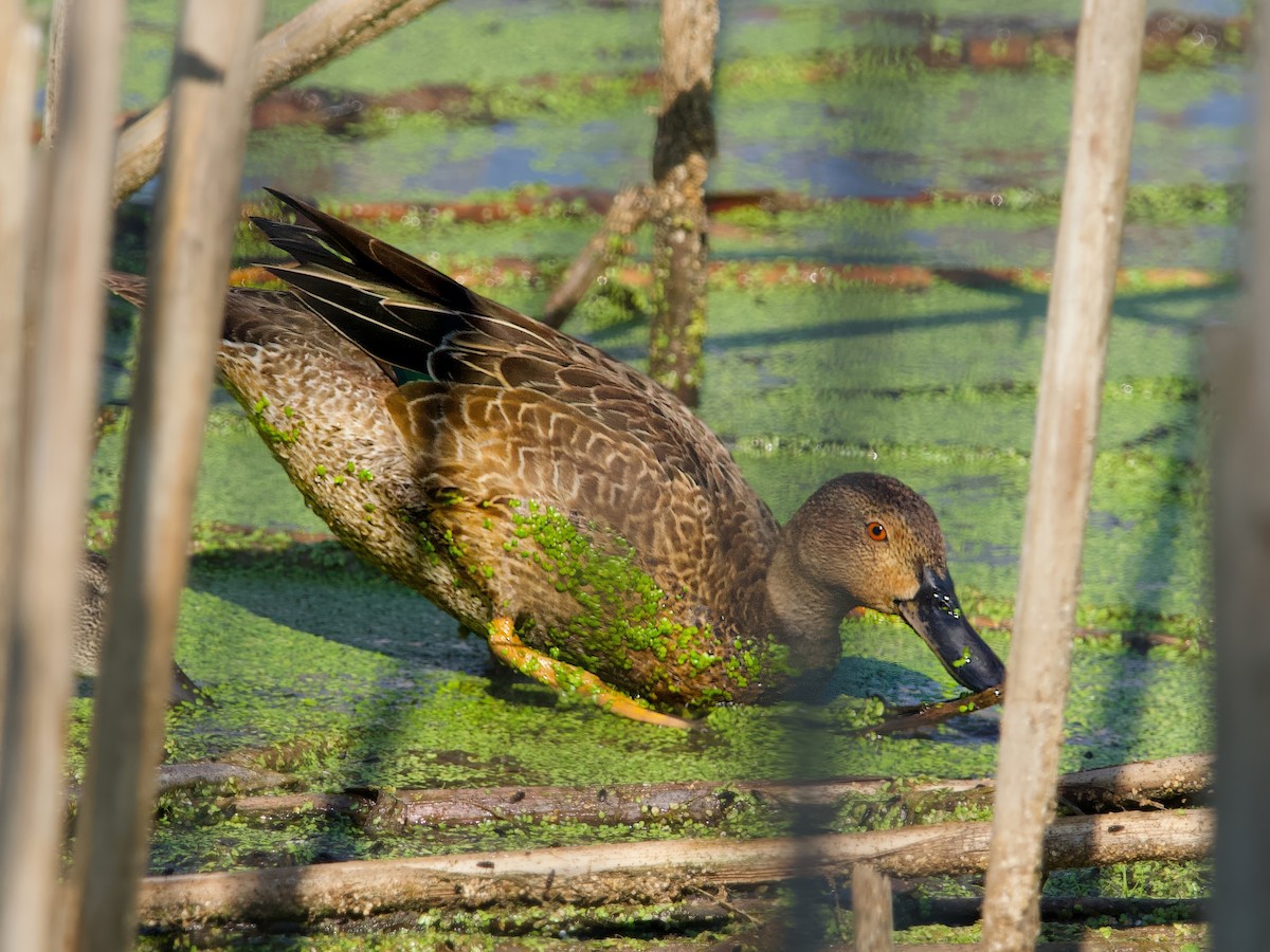 アカシマアジ - ML629368062