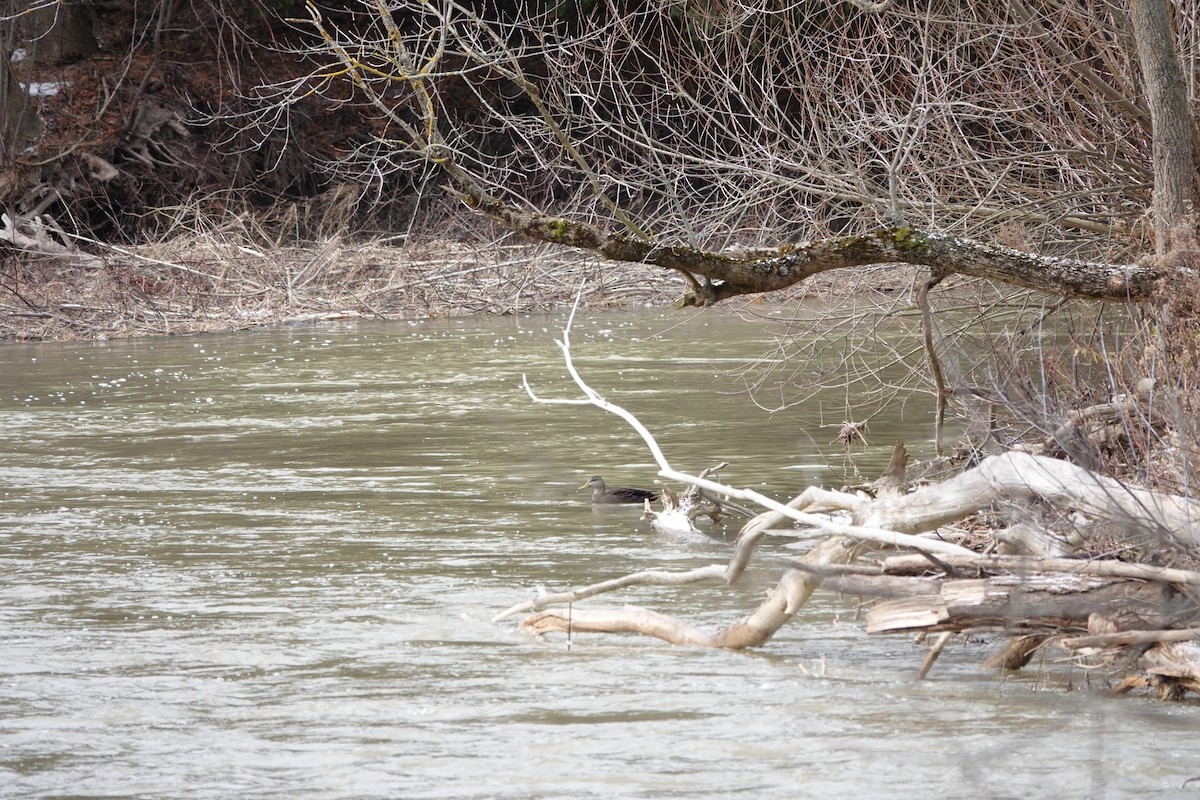 American Black Duck - ML629368212