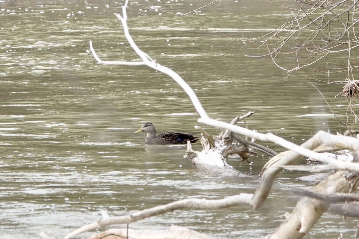 American Black Duck - ML629368223