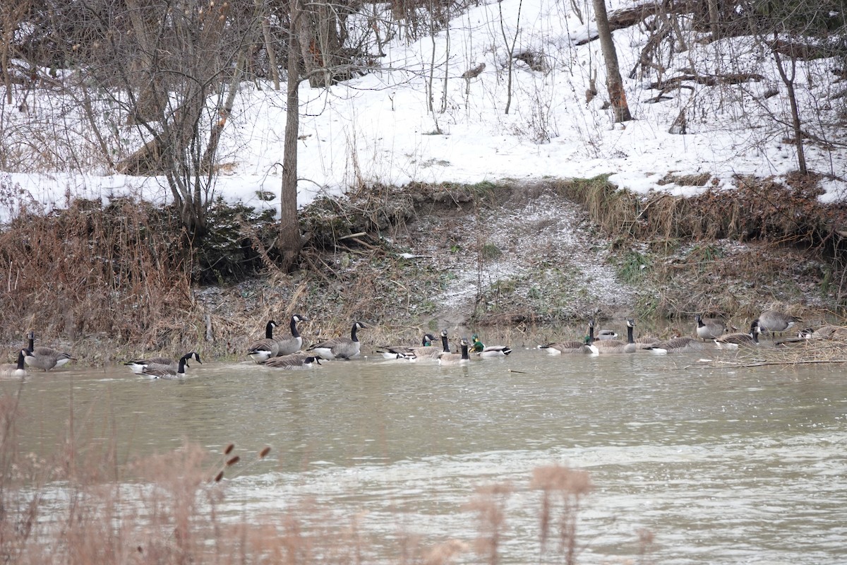 Canada Goose - ML629368252