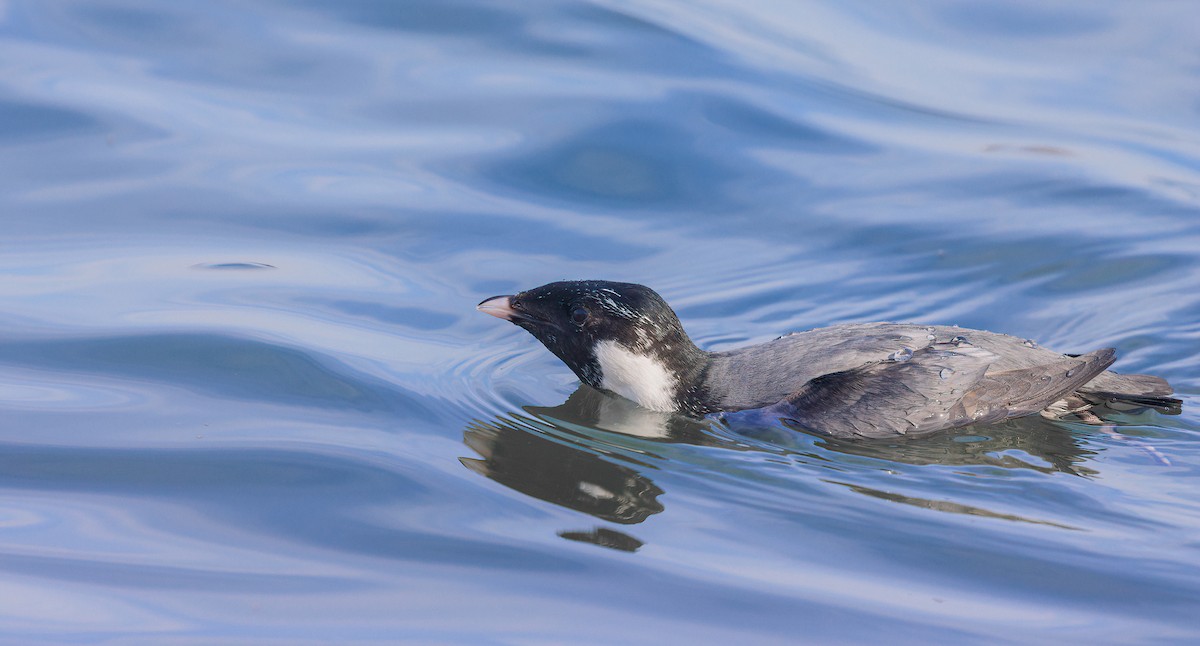 扁嘴海雀 - ML629368476