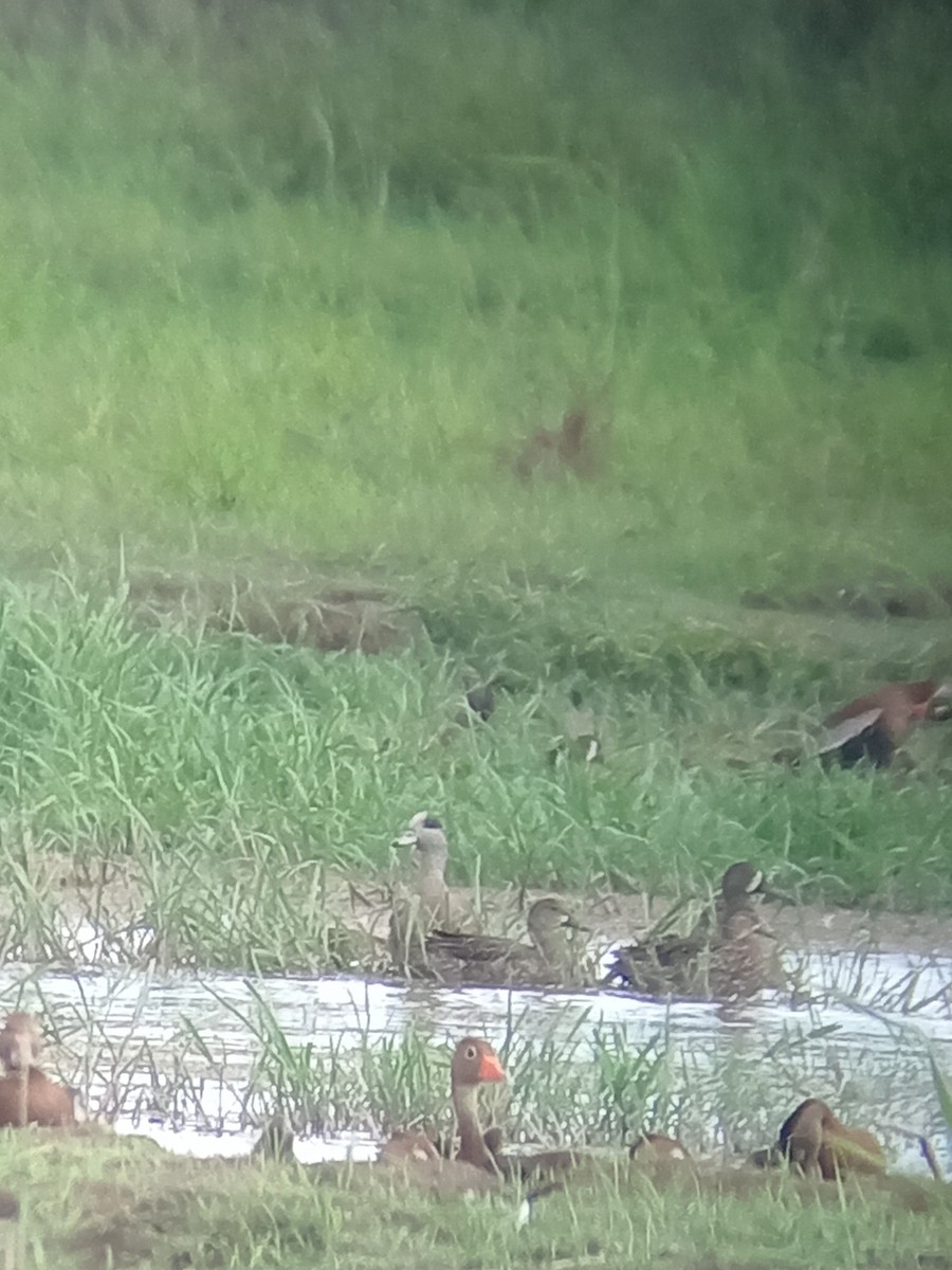 American Wigeon - ML629368626