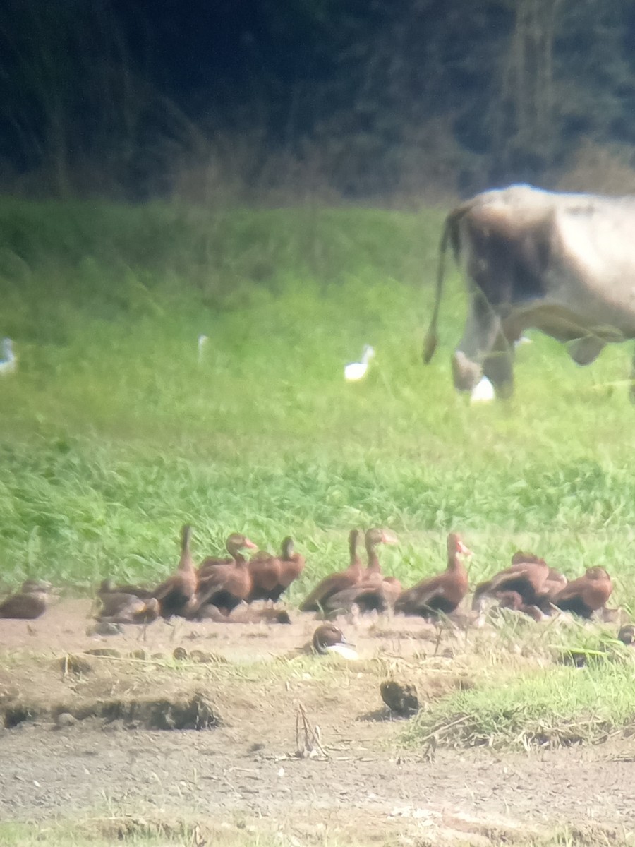 Northern Pintail - ML629368650