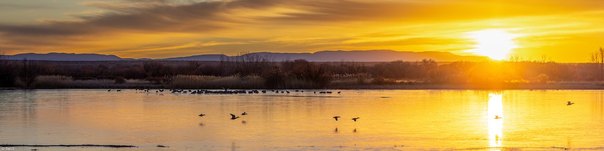Sandhill Crane - ML629368764