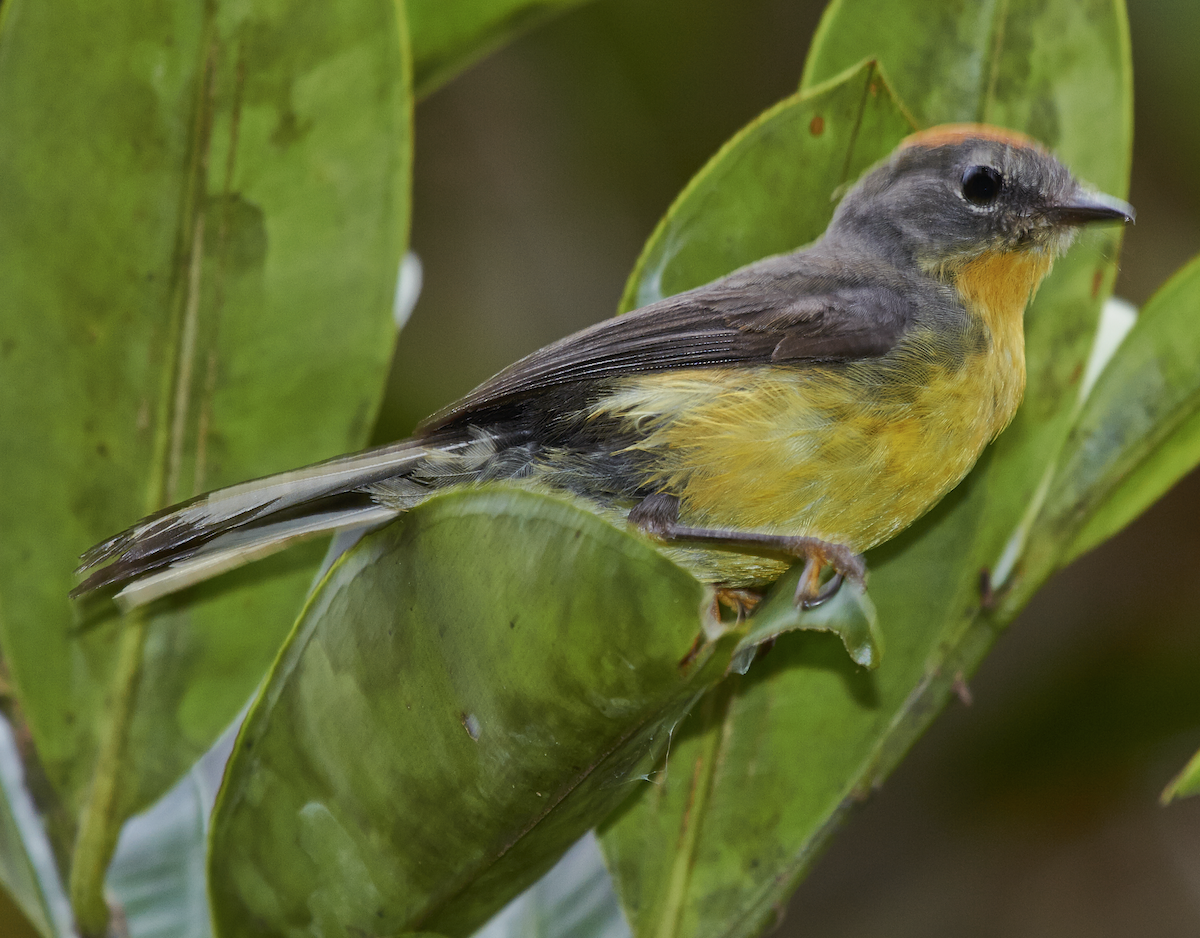 Tepui Redstart - ML629368849