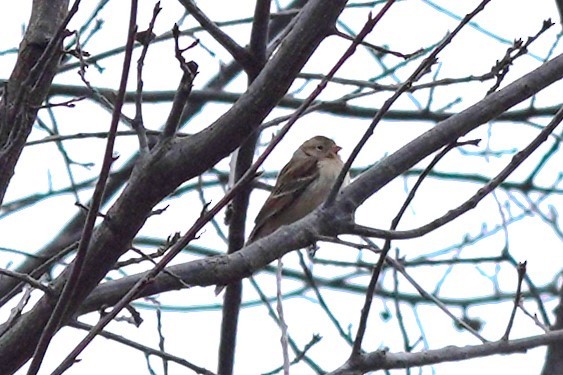 Field Sparrow - ML629368867