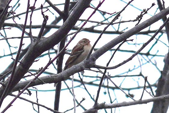 Field Sparrow - ML629368868
