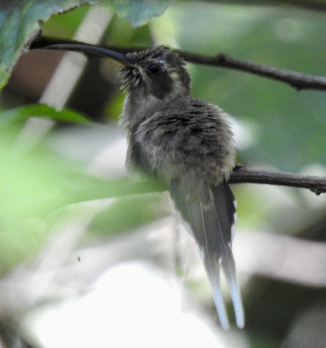 Dusky-throated Hermit - ML629368888