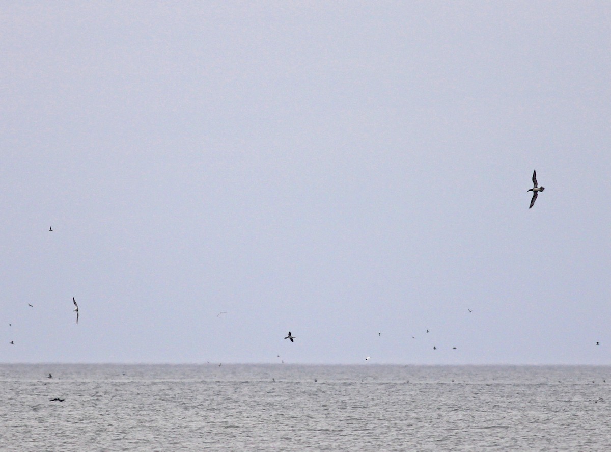Northern Gannet - ML629368946