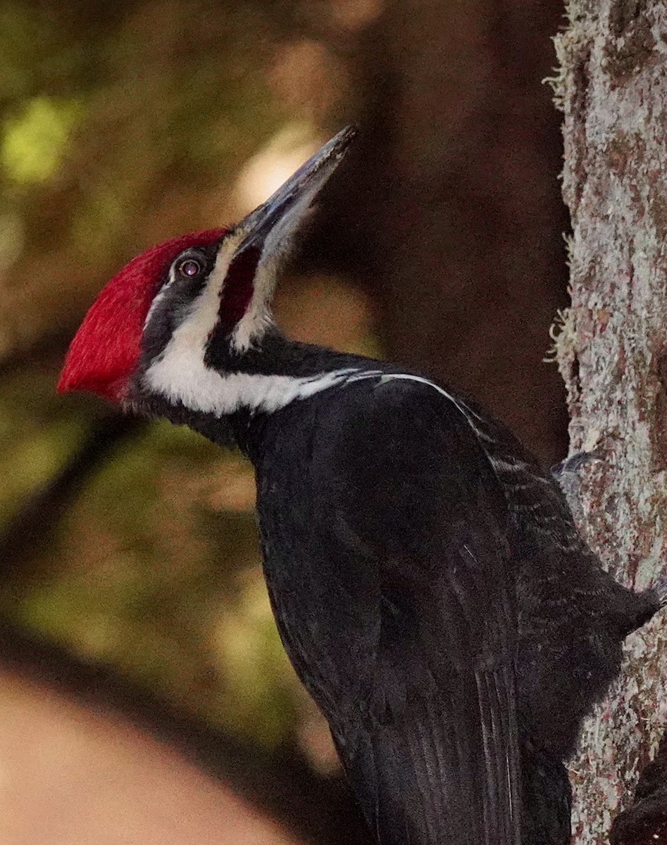 Pileated Woodpecker - ML629369010