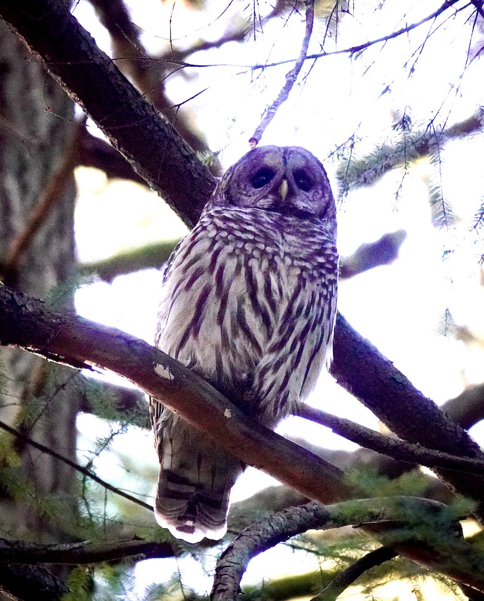 Barred Owl - ML629369018