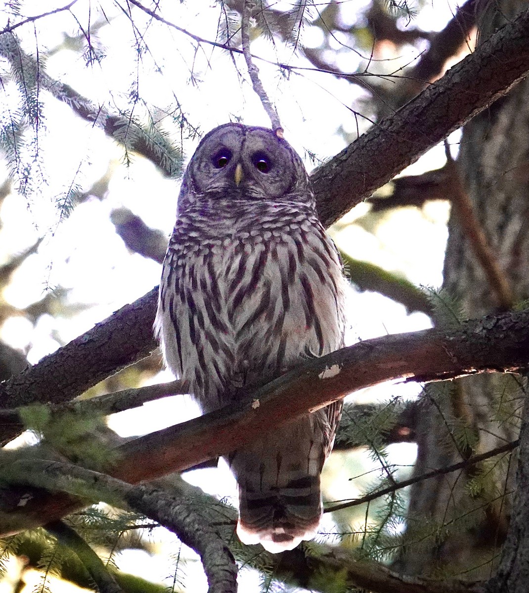 Barred Owl - ML629369038