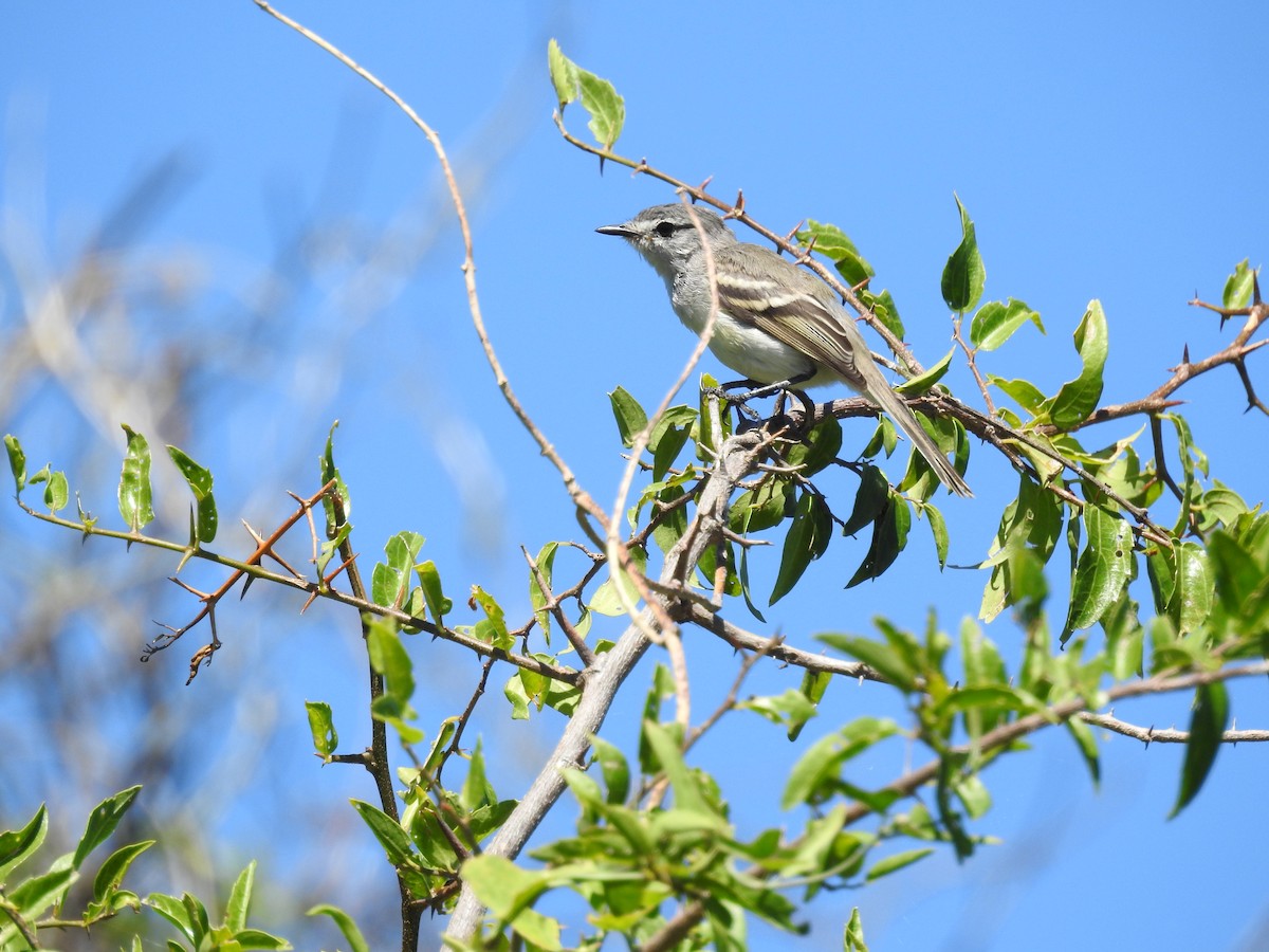 White-crested Tyrannulet (White-bellied) - ML629369517