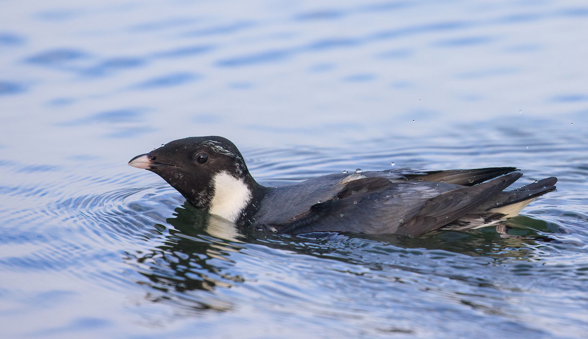 扁嘴海雀 - ML629369563