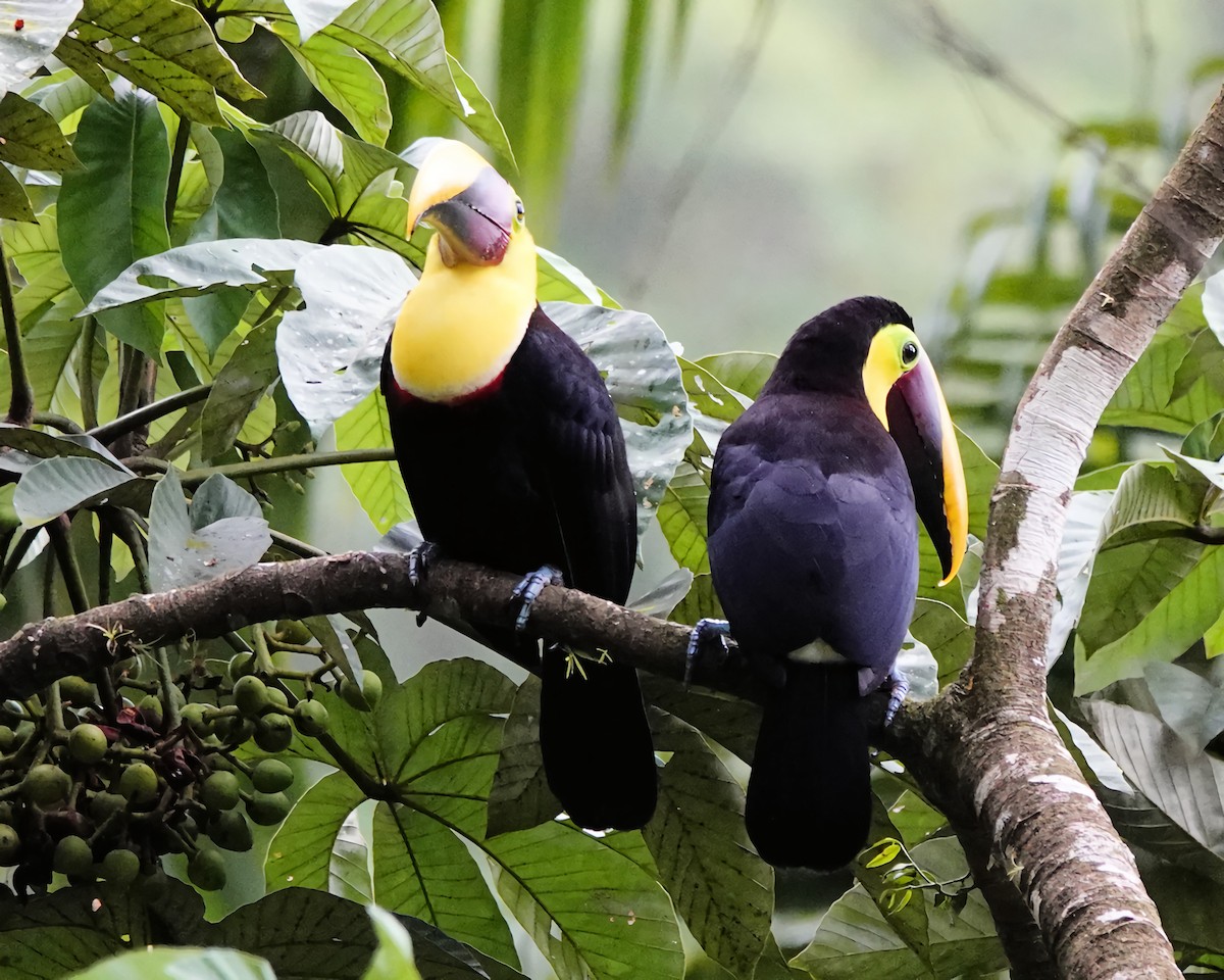 Yellow-throated Toucan - ML629369665