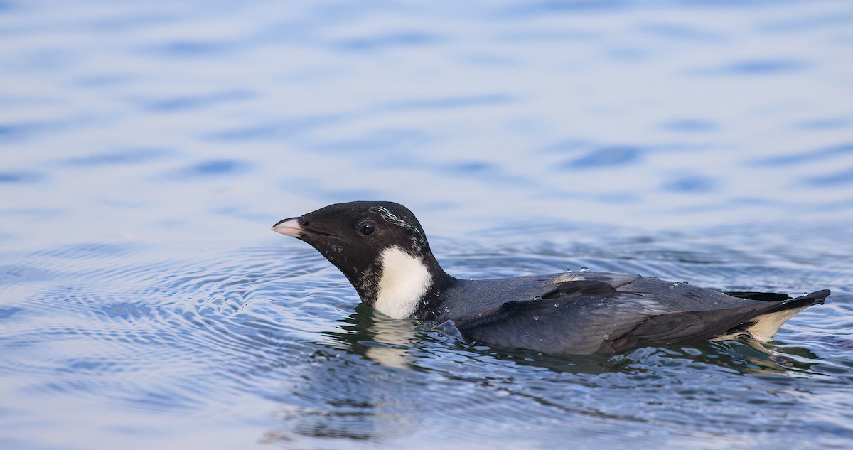 扁嘴海雀 - ML629369681