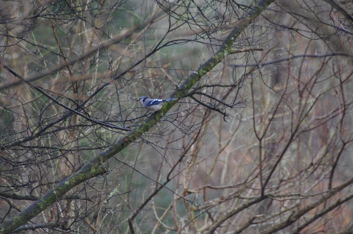Blue Jay - ML629369771