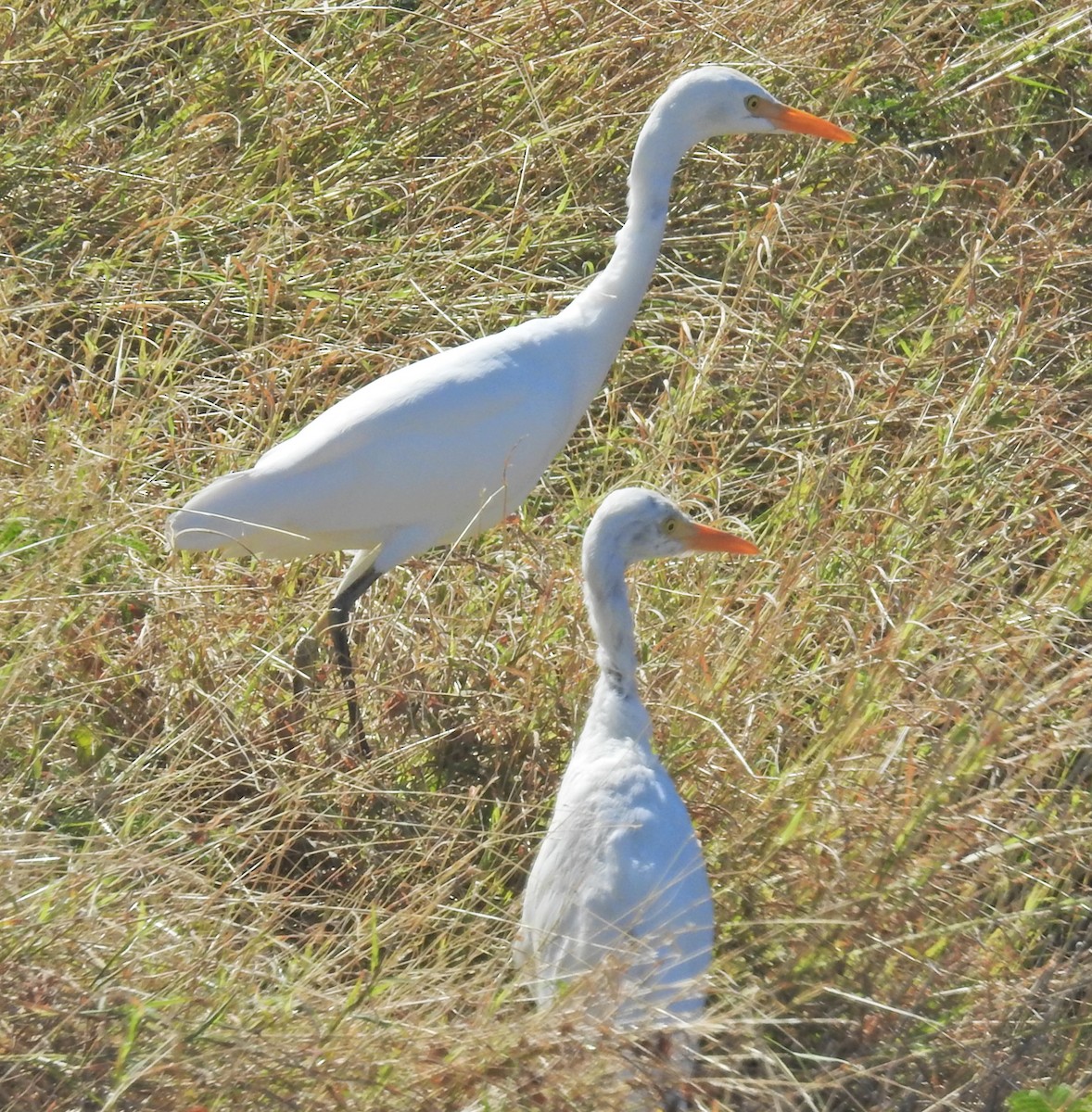 Western Cattle-Egret - ML629369807