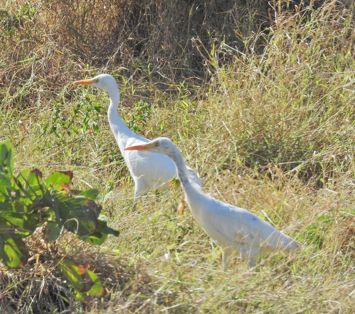 Western Cattle-Egret - ML629369808