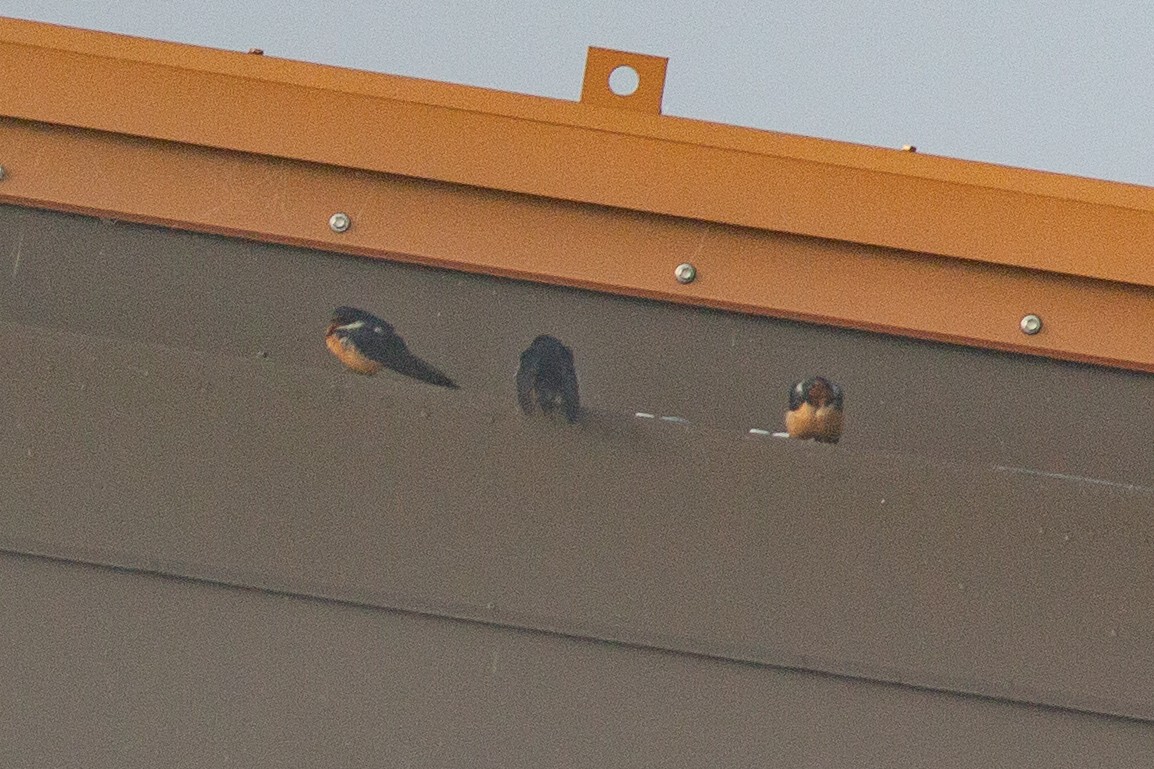 Barn Swallow - Lee Jaszlics