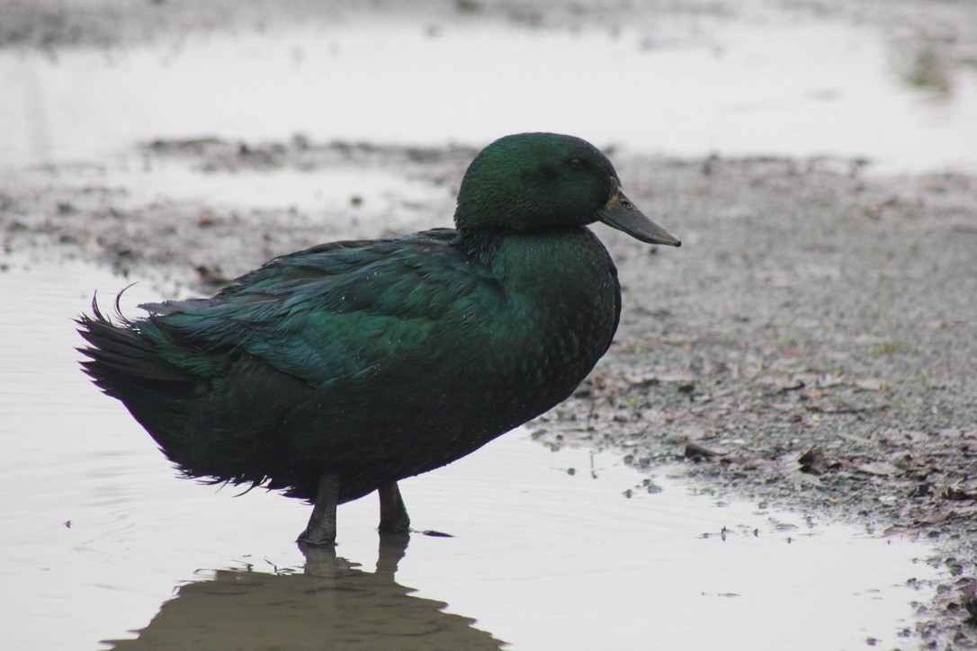 duck sp. - ML629370339