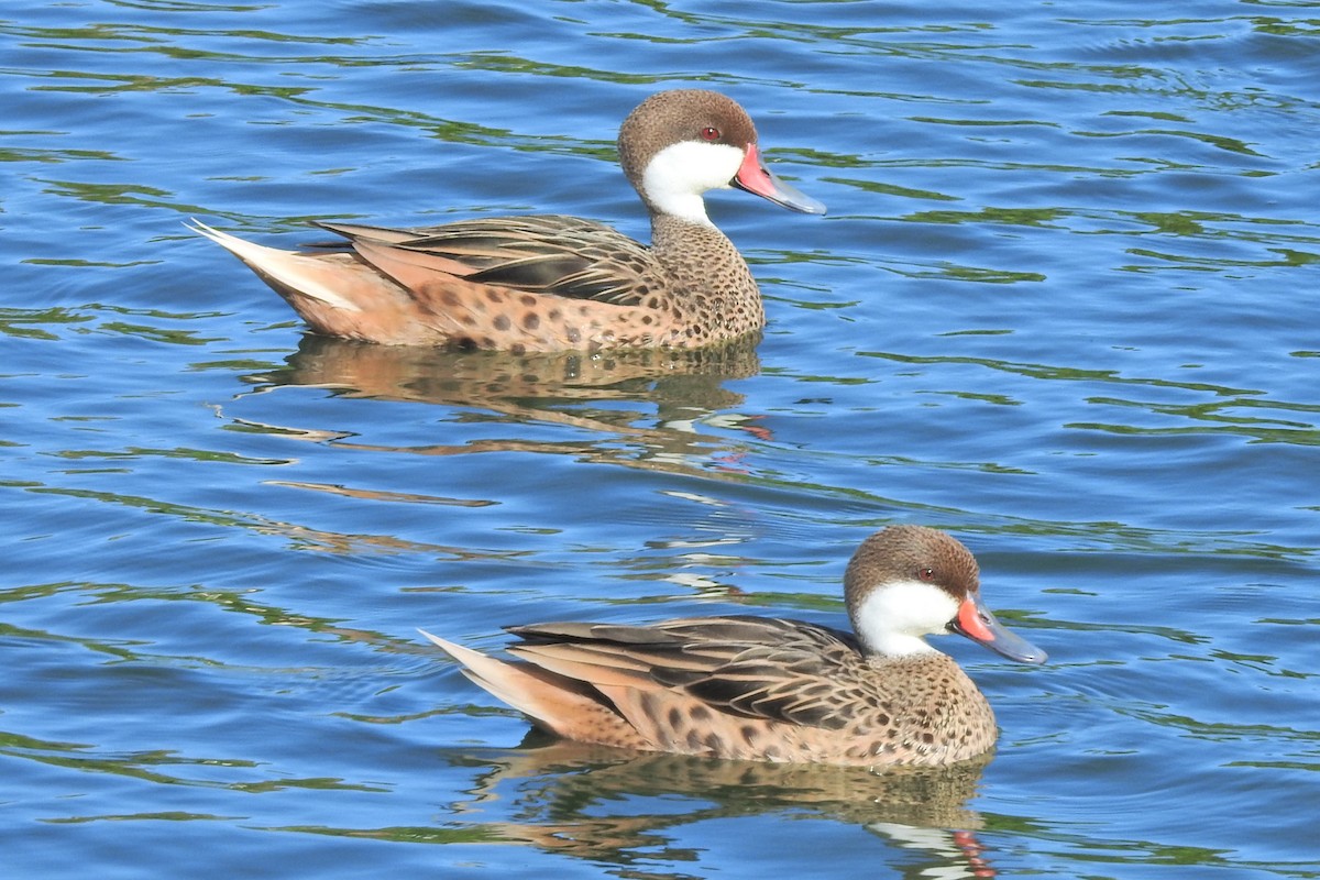 White-cheeked Pintail - ML629370350