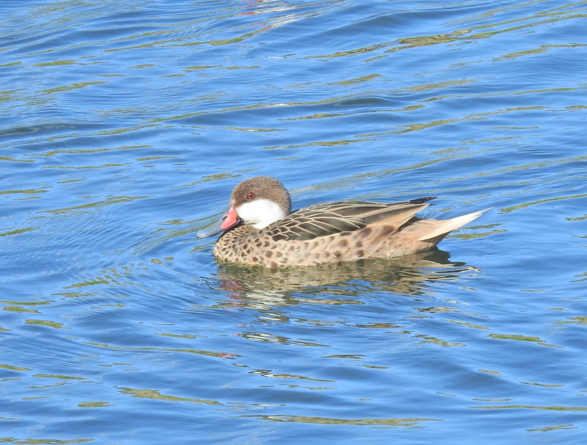 White-cheeked Pintail - ML629370351