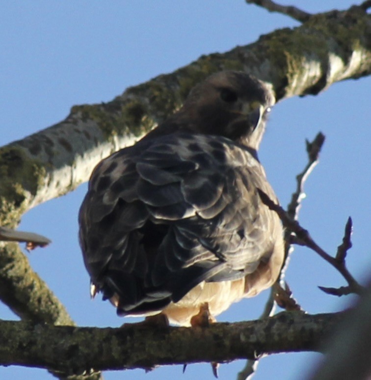 hawk sp. - ML629370365