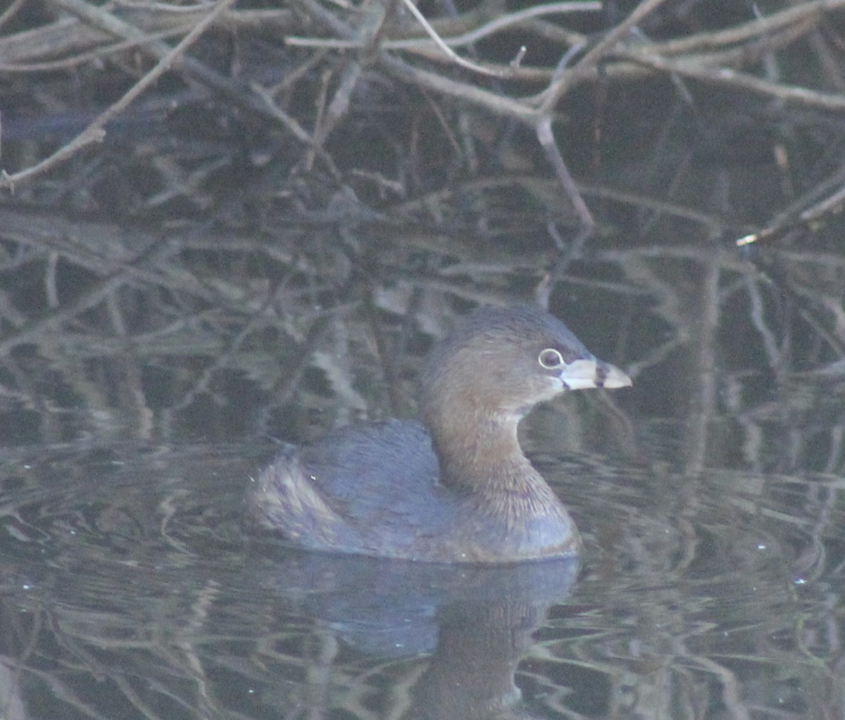 Pied-billed Grebe - ML629370377