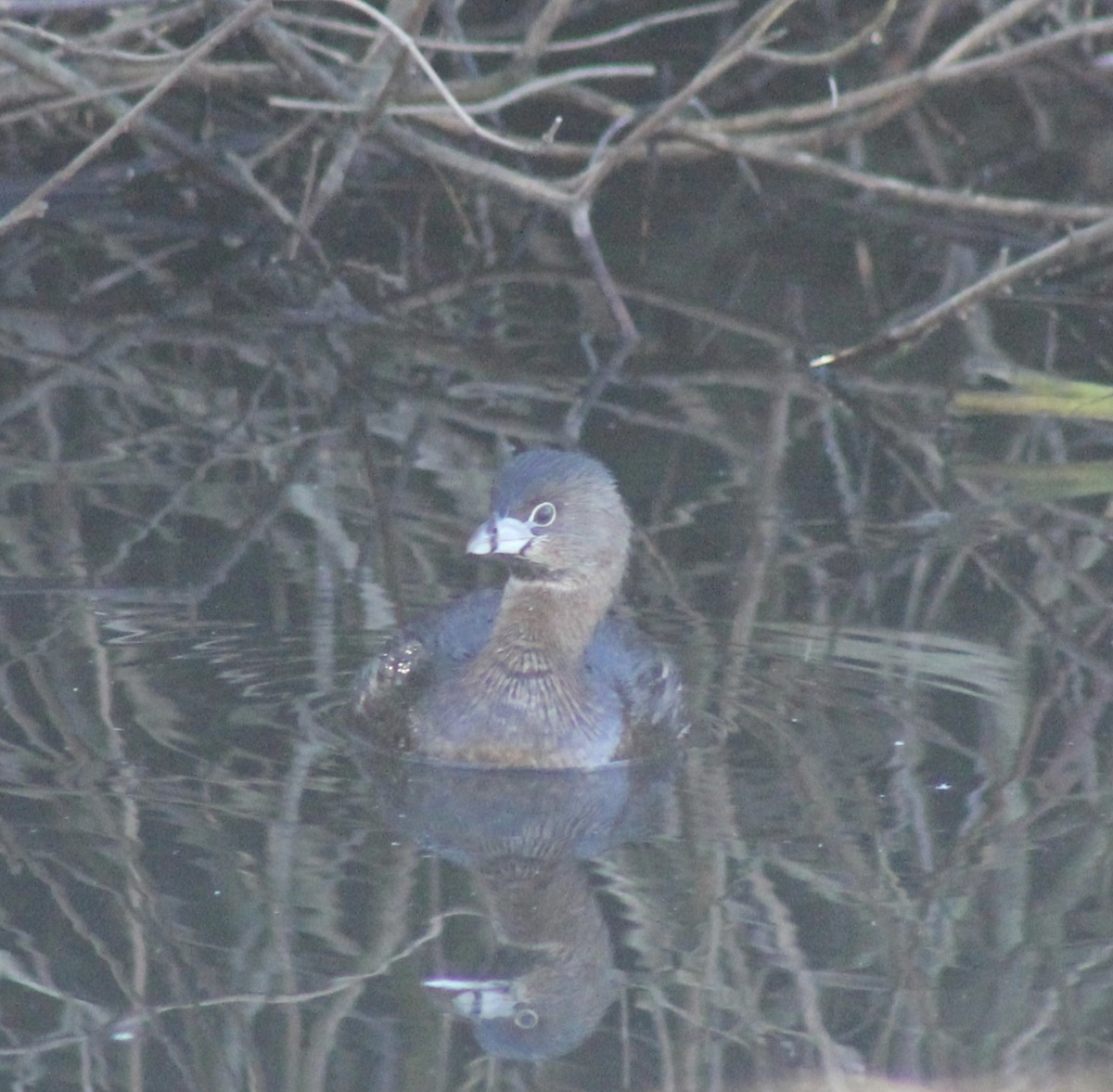 Pied-billed Grebe - ML629370380