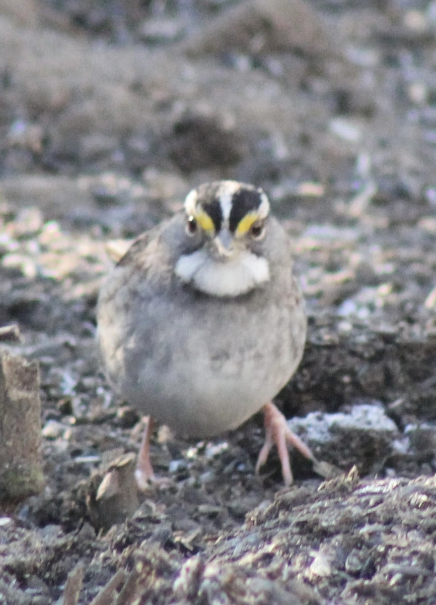 White-throated Sparrow - ML629370413