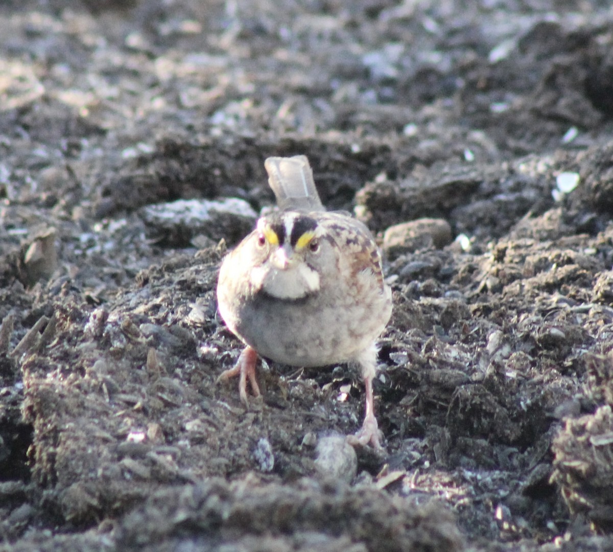 White-throated Sparrow - ML629370426