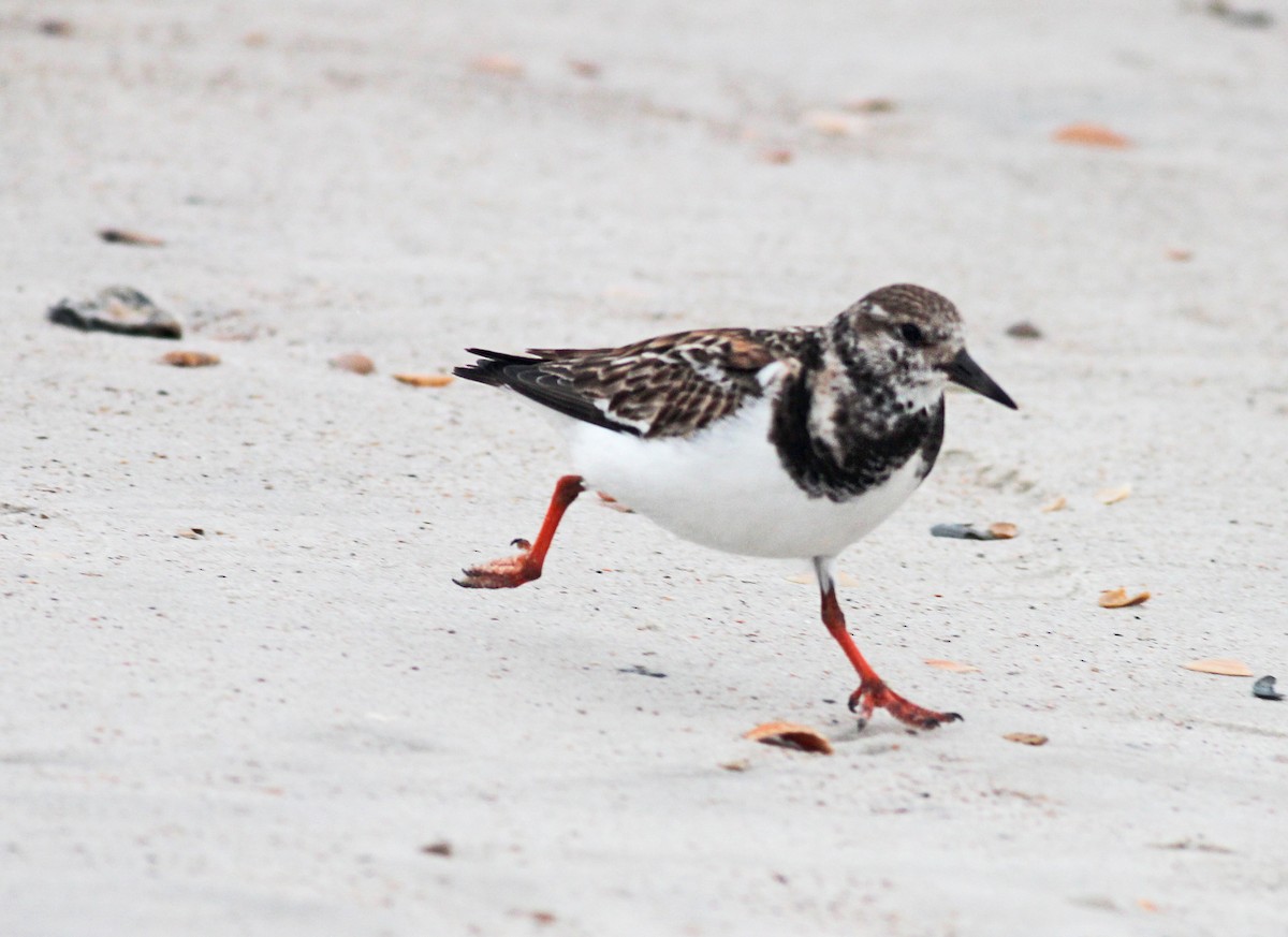 Ruddy Turnstone - ML629370621