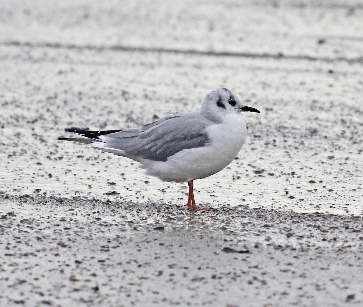Bonaparte's Gull - ML629370635