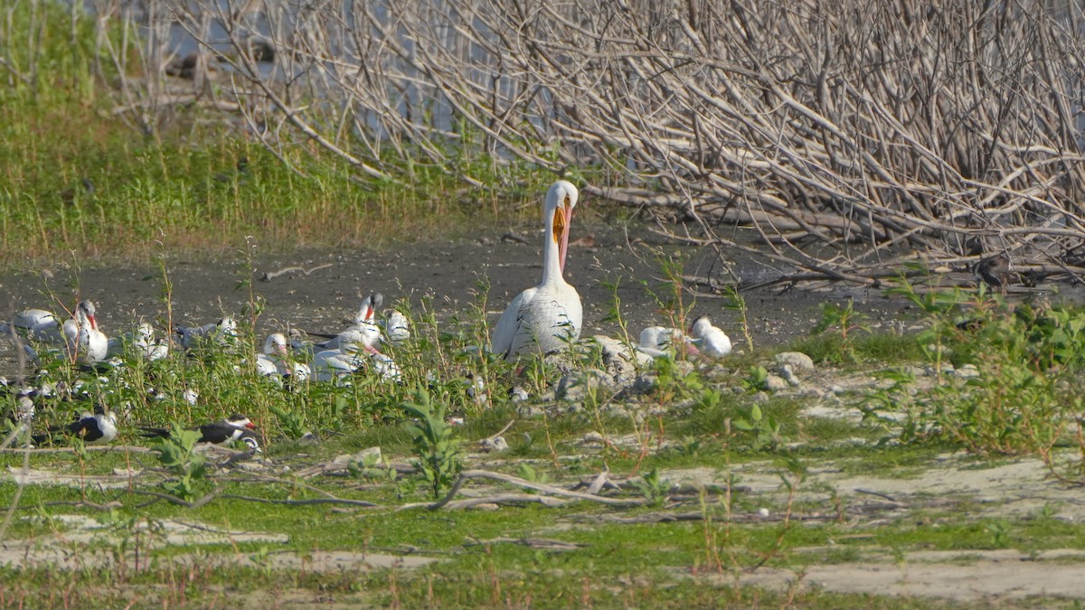 American White Pelican - ML629370817