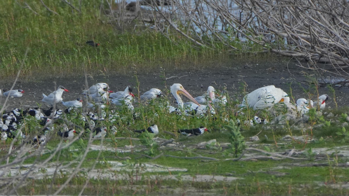 American White Pelican - ML629370828